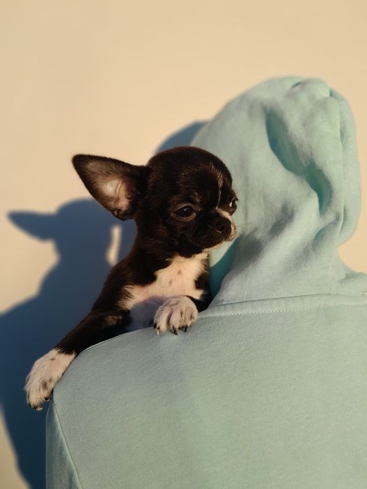 Chłopiec rasy chihuahua, 3,5 miesiąca.