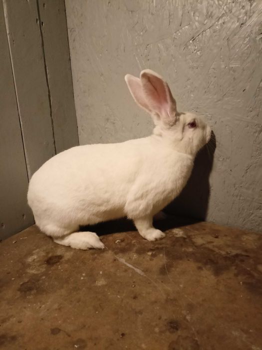Królik - króliki samce TB  termondzkie