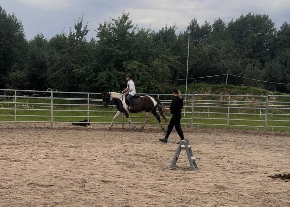 Srokata klacz wielkopolska prosto od hodowcy