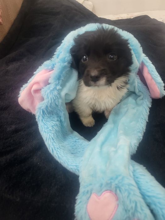 Щеночки-звоночки