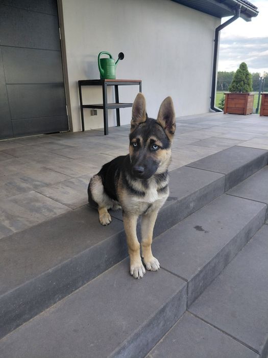 Pies owczarek husky pół roczny
