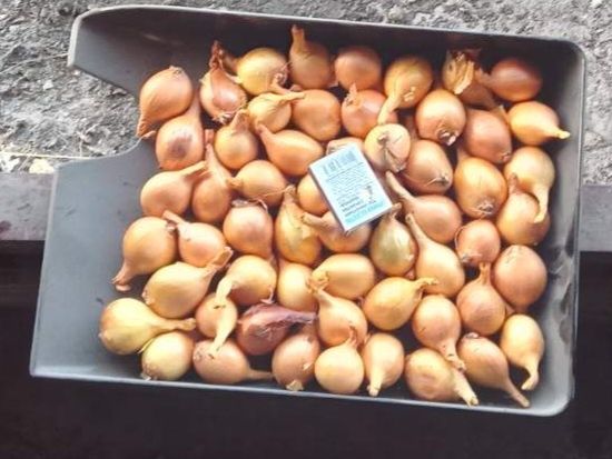 Цибуля кущовка, шалот, посадкова