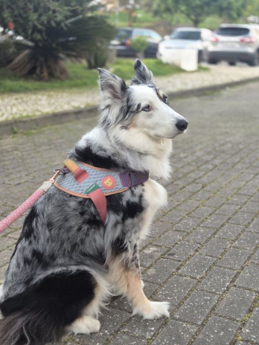 Fluffy Petsitting e Petboarding em Lisboa