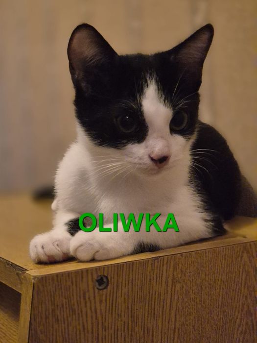 Kocięta do adopcji!