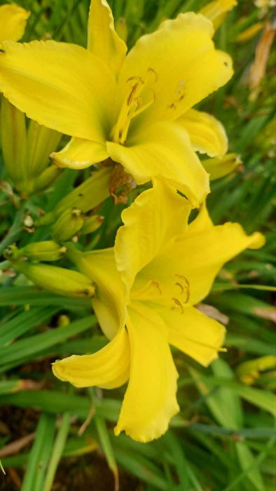 Liliowce wielkokwiatowe.