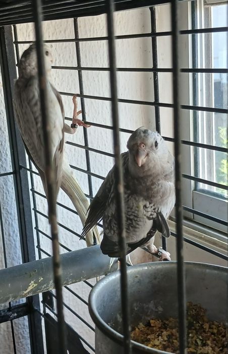 Aves, ninhos e papa Nutribird A21