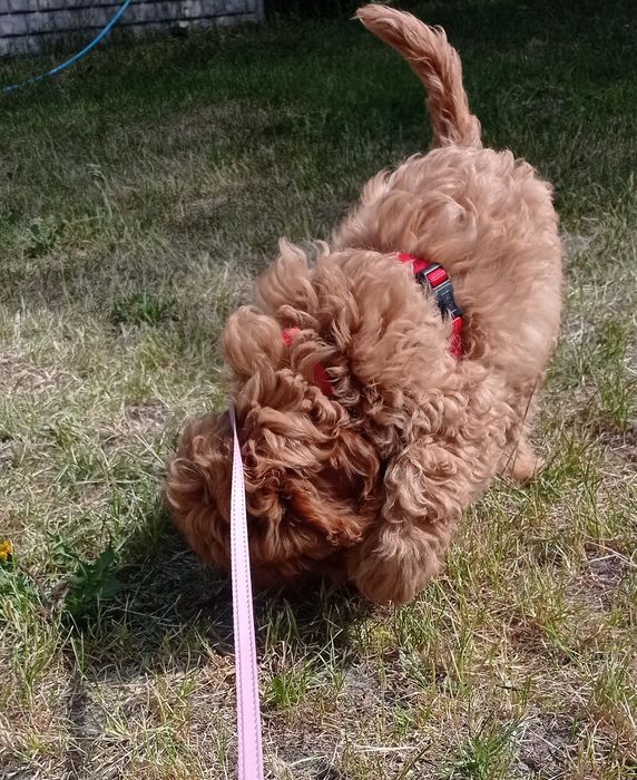 Cavapoo śliczny chłopczyk