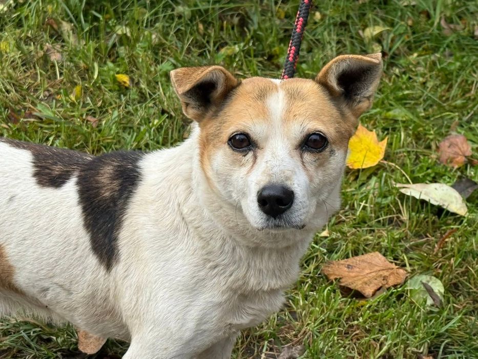 Gwiazdor - łaciaty mały piesek do adopcji!