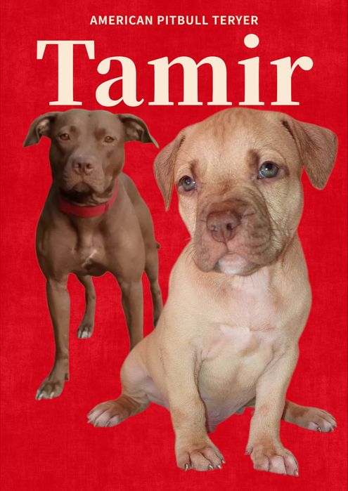 Американский питбуль ищет дом