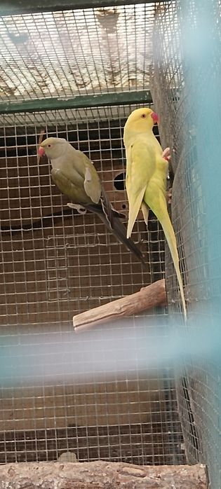 Ring neck para ceder