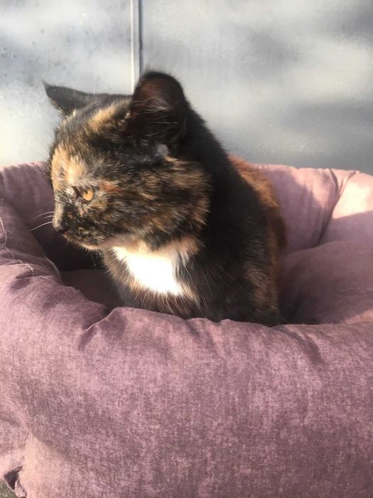 Отдам кошечку Азу любящим хозяевам