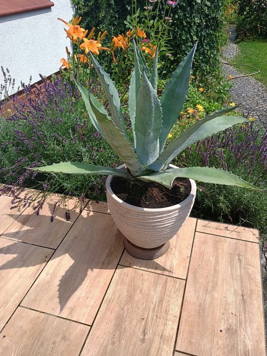 Agawa piękna, duża, zdrowa