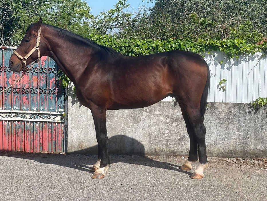 Cavalos para venda