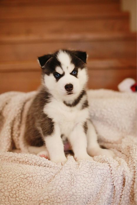 Шикарний хлопчик хаскі. КСУ.