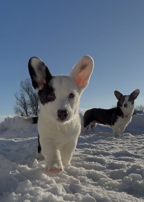 Ассоль- вельш коргі кардиган