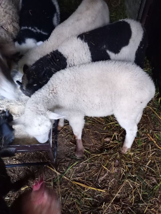 Borregos.              .