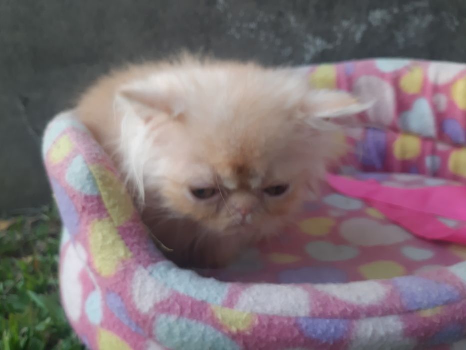 Gato persa laranja