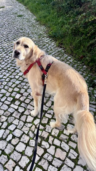 Dog walking e Pet sitting ao domicílio -