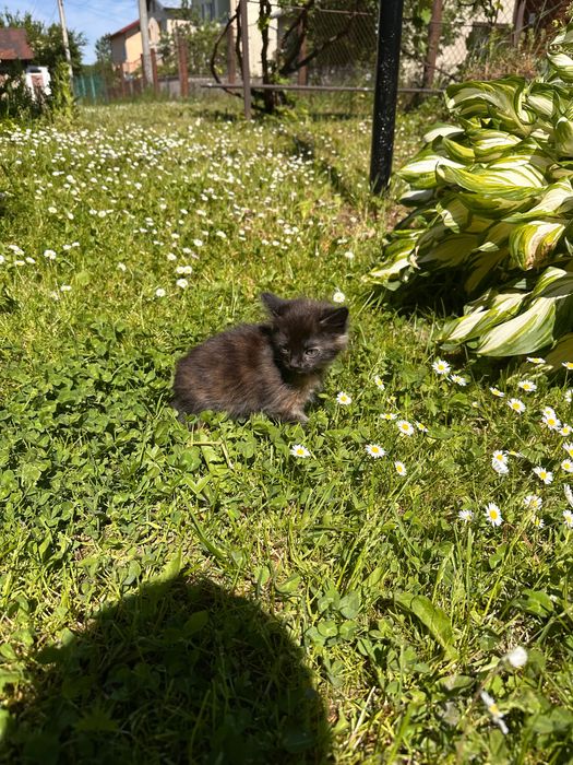 Віддам двох маленьких кошенят в добрі руки…