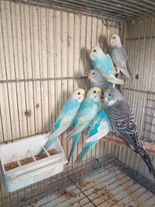 Piriquitos arco íris