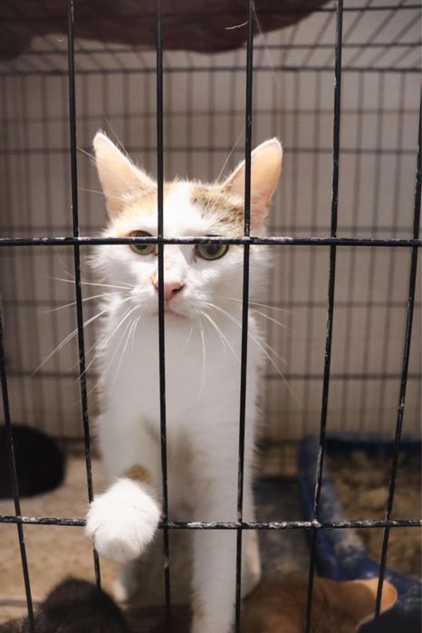 Kotka Fantazja nadal szuka domu