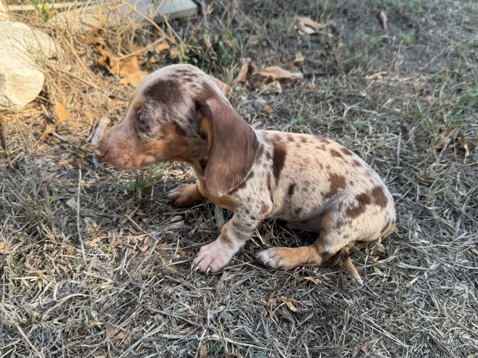 Teckel Miniatura  Piebald/Arlequim Isabela