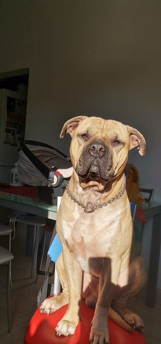 Cães para adoção