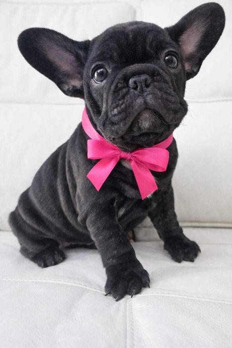 Buldogue Francês Preto femea