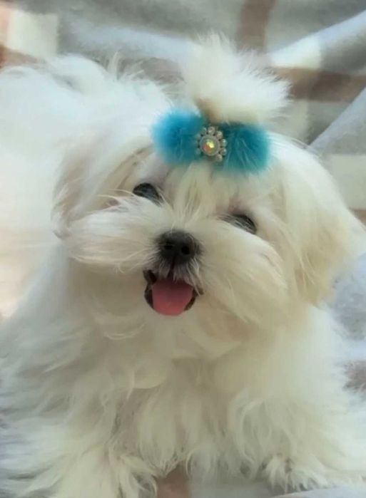Bichon Maltês Macho  belo Pêlo