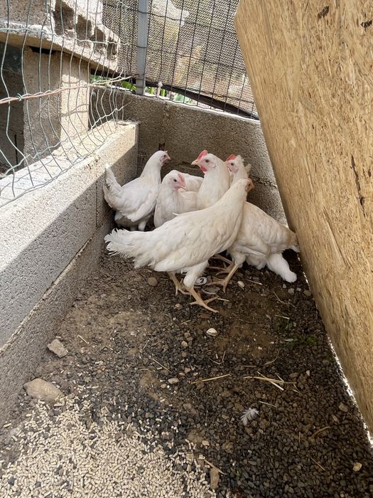 Frangas leghorn white