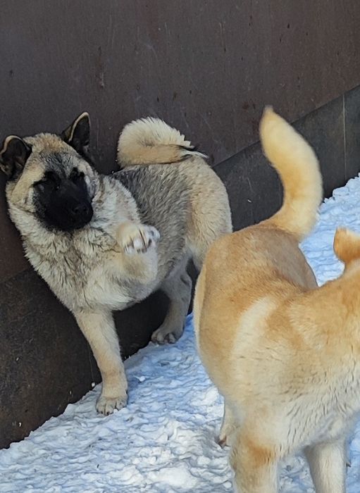 Акіта: продаж  цуценята