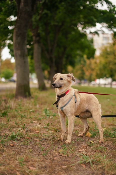 Ніжна собачка Верона хоче додому!