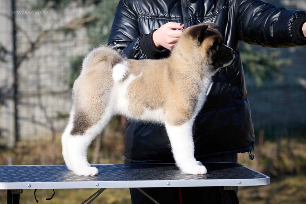 Дівчинка КСУ-FCI Американська Акіта American Akita