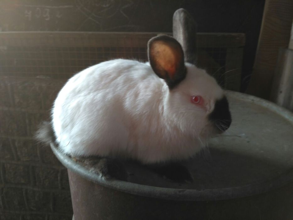 Продам Кролики кролі