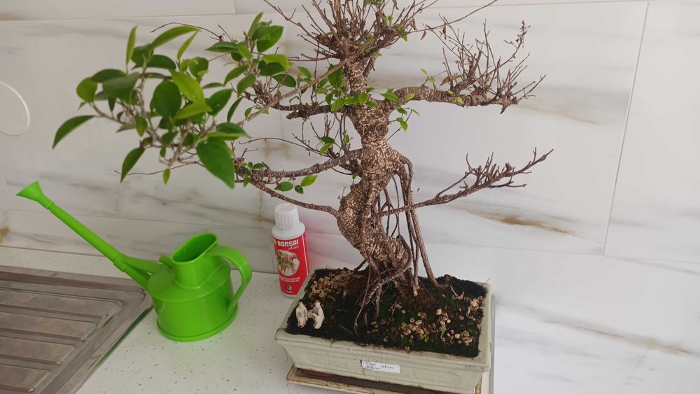 Ficus Tiger Retusa Bonsai de 19 Anos