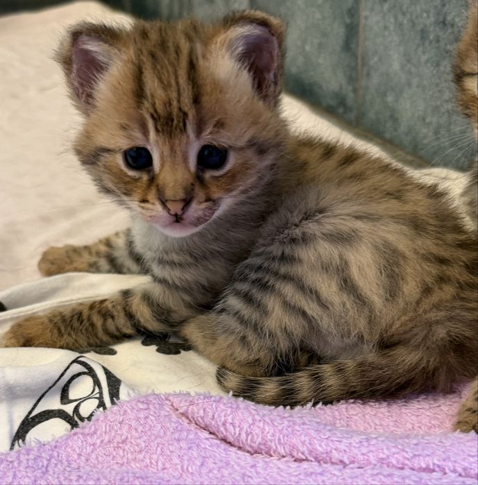 Саванна ф 1 котенок огромный