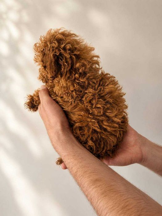 (!) Caniche Toy Mini Menino Disponível