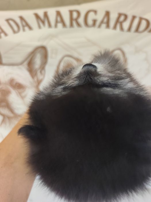 Spitz anão macho
