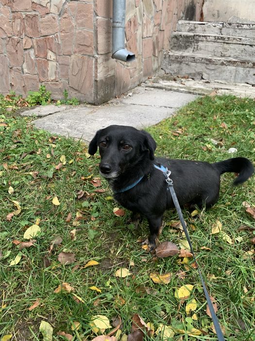 Собака (дівчинка) 2 роки у добрі руки