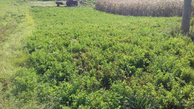 Продам земельний участок 50 соток Дубенськи р-н. с. Пирятин