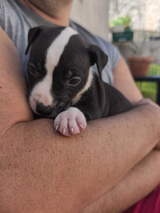 Cachorrinhos para adopção