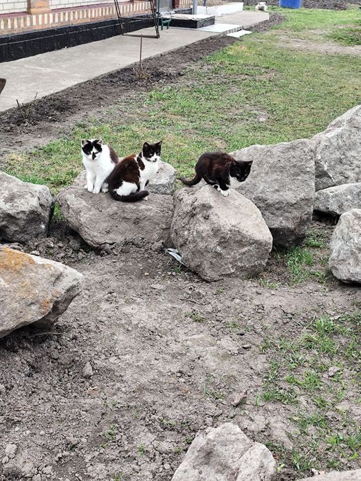 Котики в добрі руки