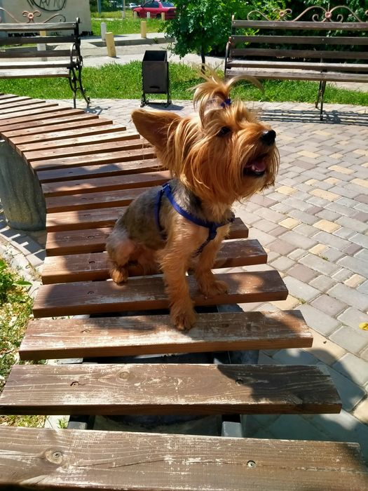 Йорк вязка собаки.