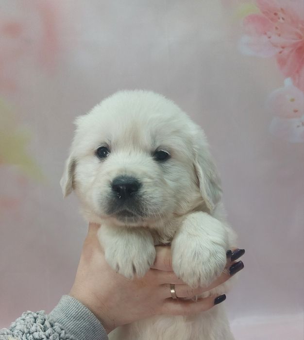 Golden Retriever lop/exames