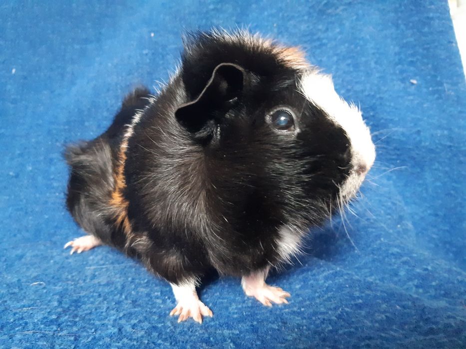 Морская свинка девочка