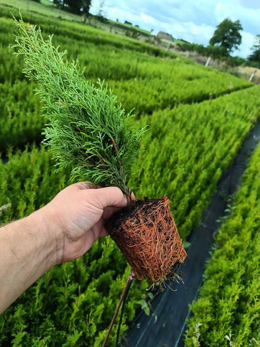 Okazja!!! Tuja SZMARAGD