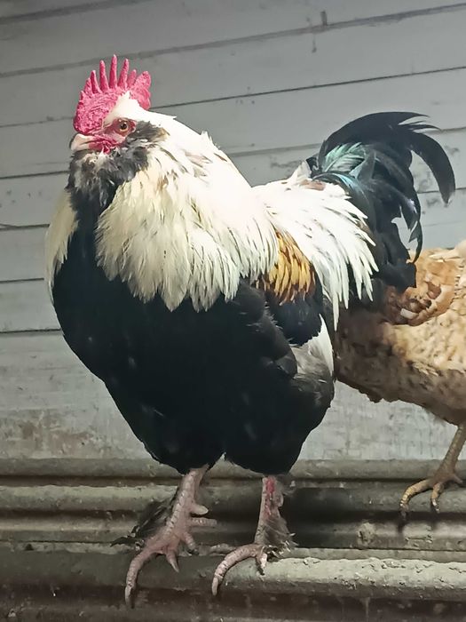 Продам півня породи Фавероль