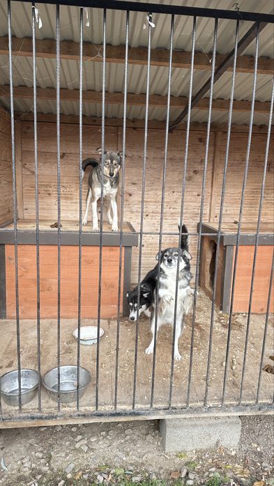 Метис хаскі в добрі руки