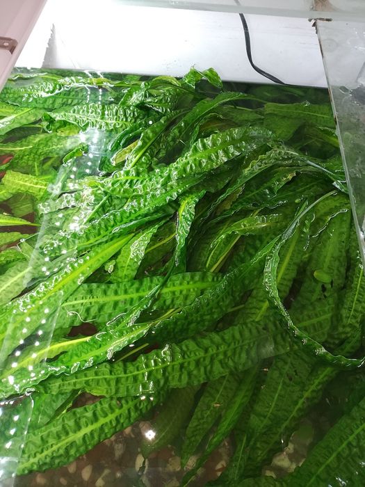 Акваріумні рослини