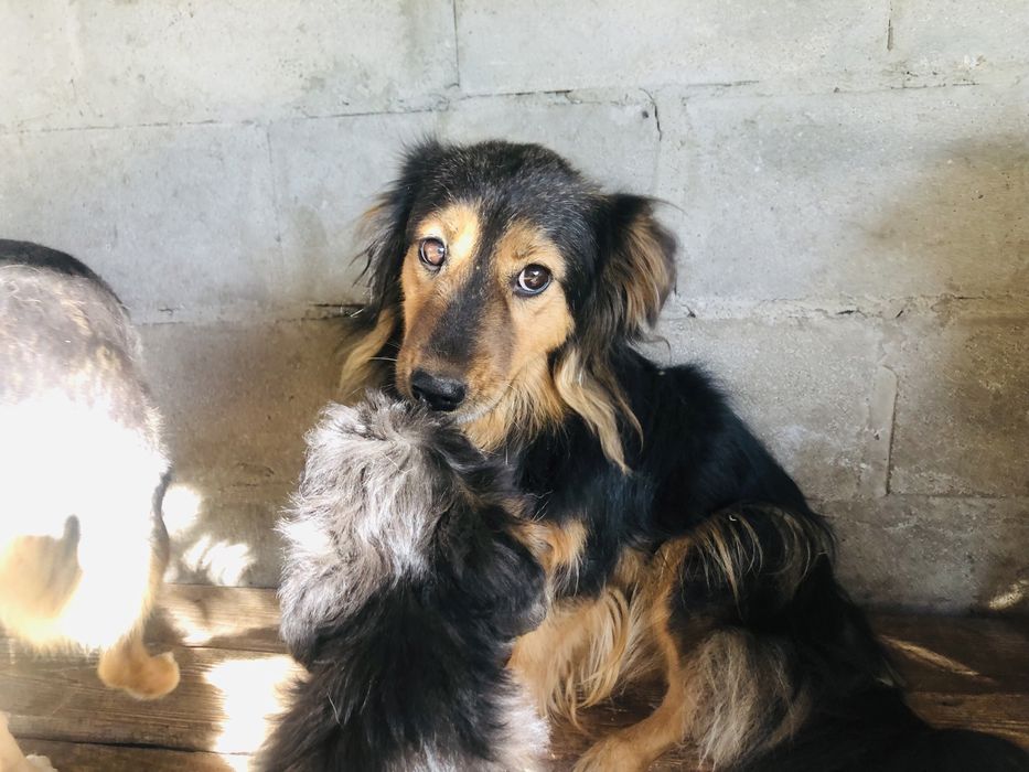 Отдам собак,стериализованные